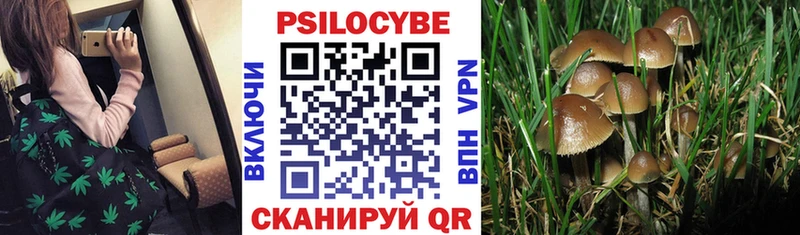 blacksprut ССЫЛКА  Курчалой  Псилоцибиновые грибы Psilocybine cubensis 